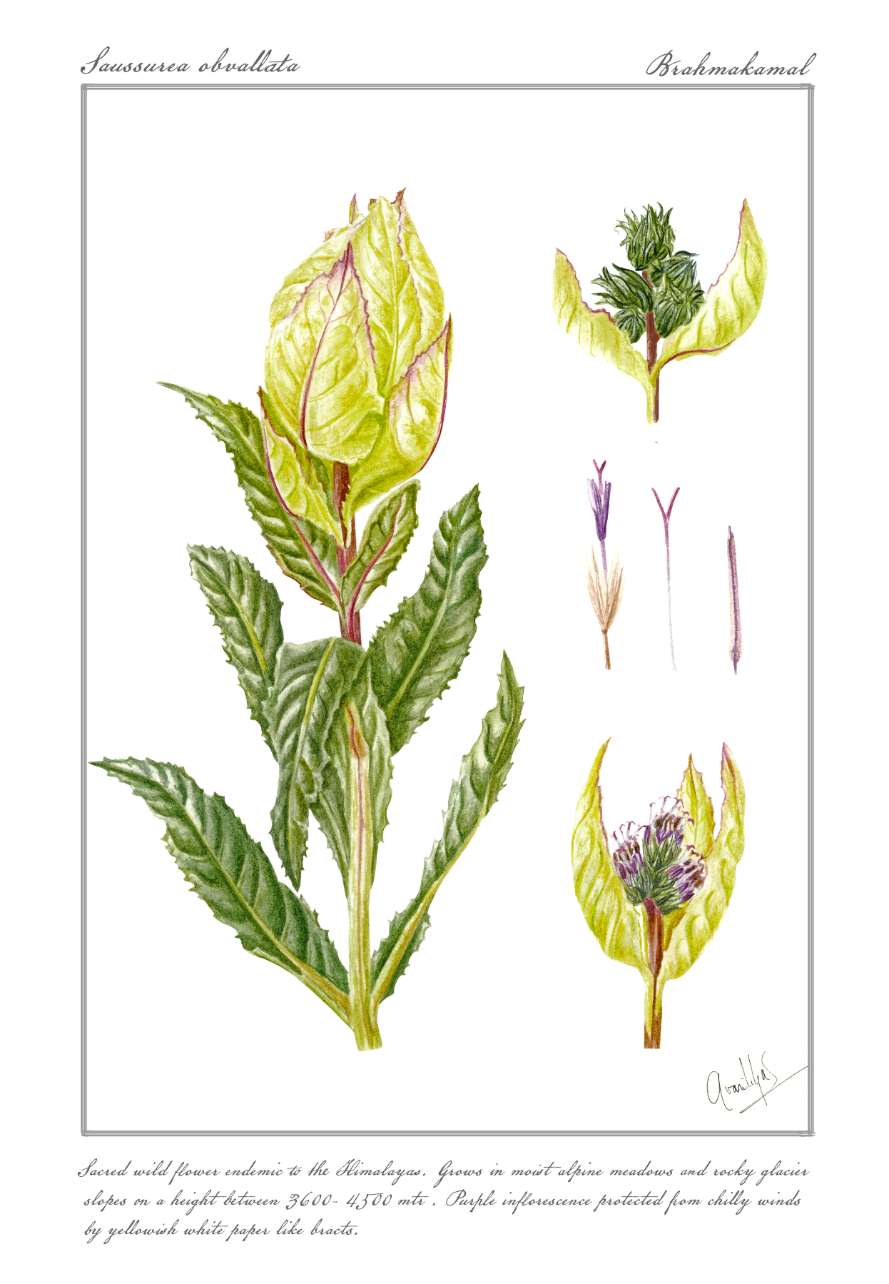 Brahmakamal Archival Print