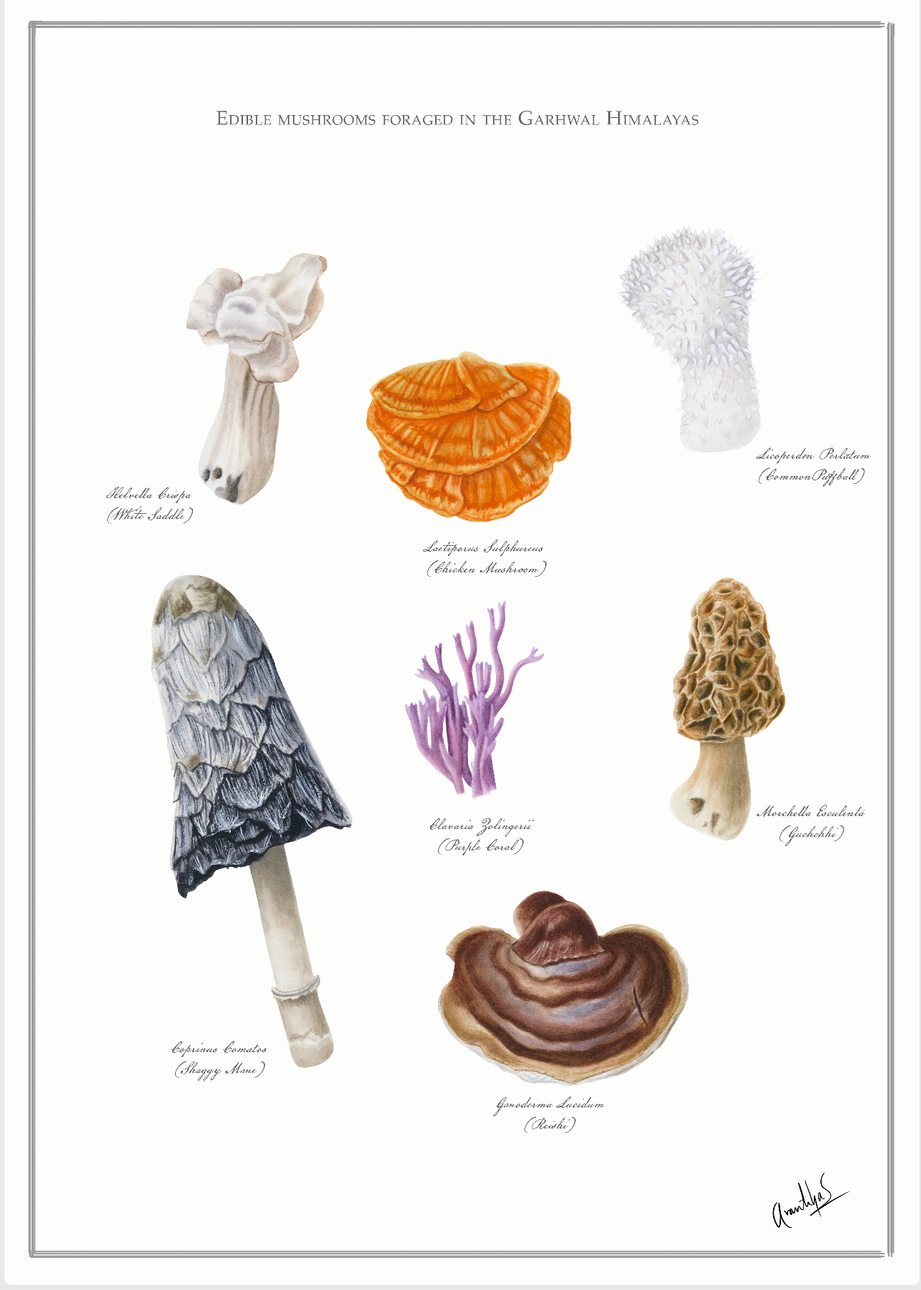 Mushrooms of Garhwal Archival Print