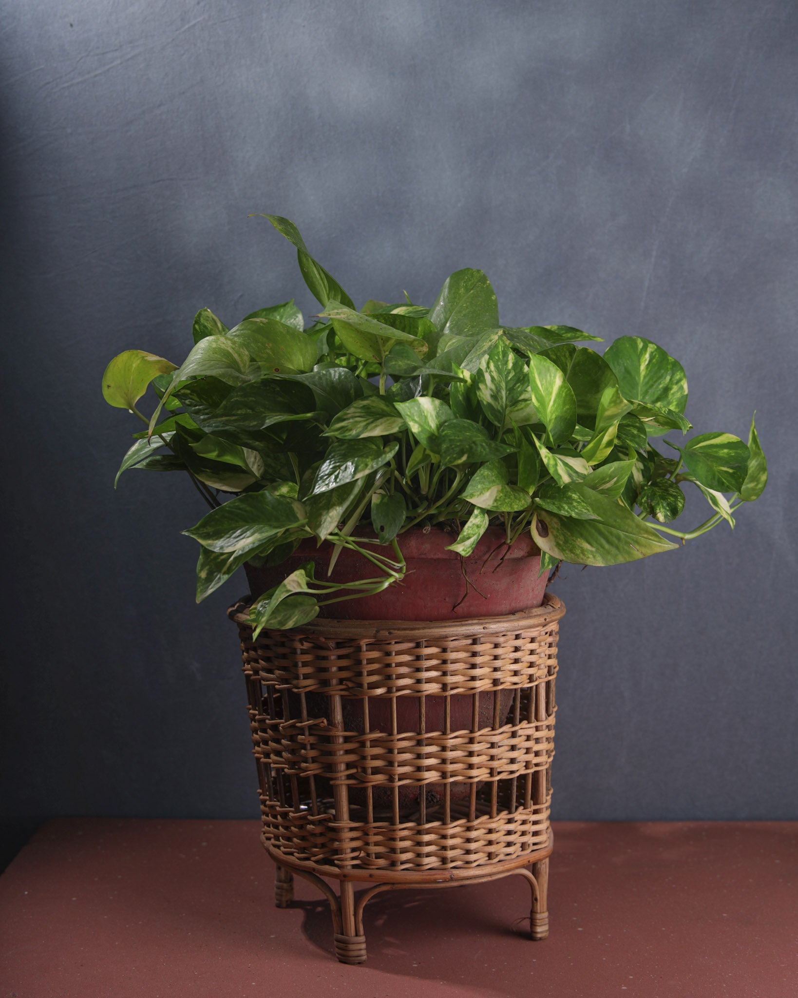 Ketan Planter