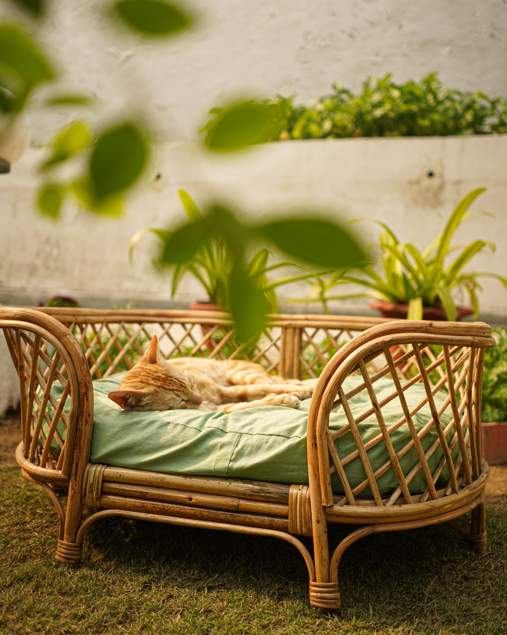Cosmo Pet Bed