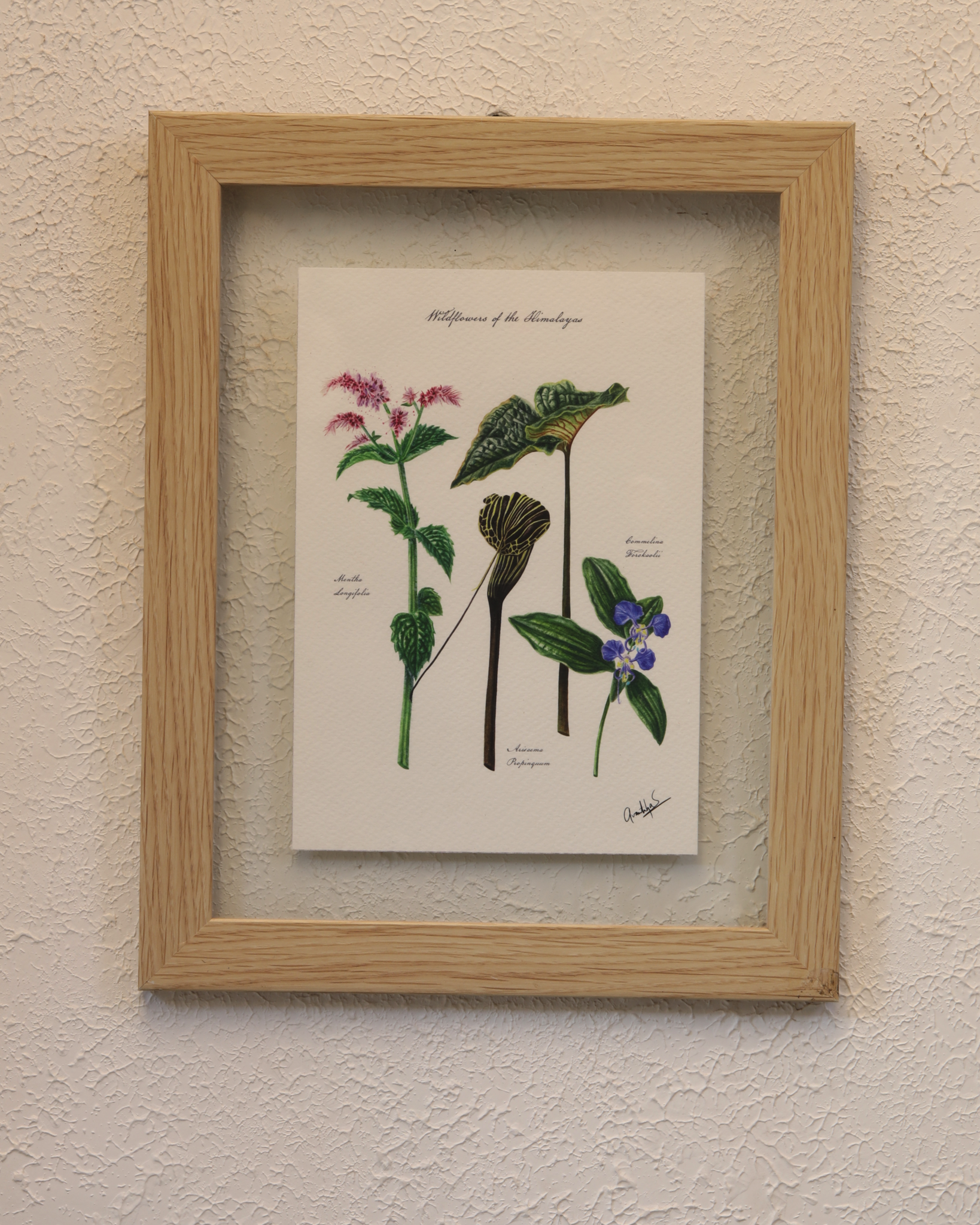 Himalayan Wildflowers Archival Print