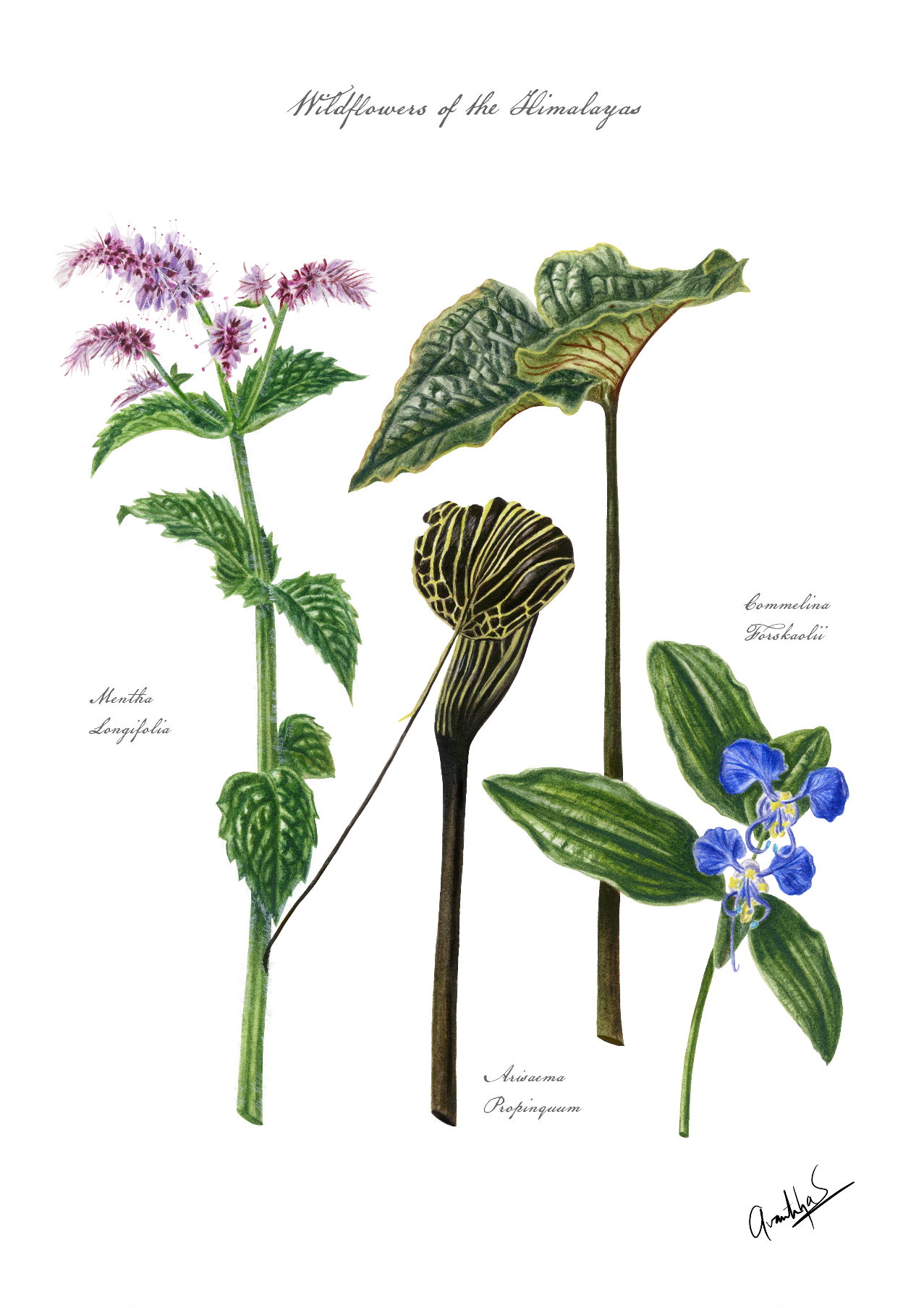Himalayan Wildflowers Archival Print